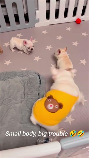 Small Body Big Trouble 🤣😻 My Naughty Puppy #adorable #shorts