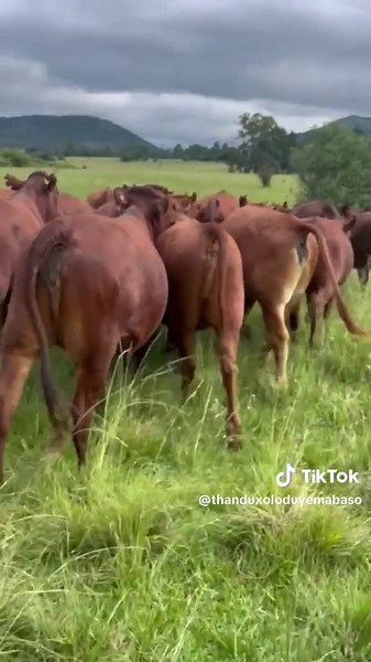 Bonsmara Agriculture: Livestock Health and Auctions