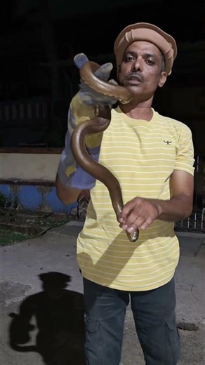 Red sand boa the mysterious snakeThe value of which is said to be in the crores.#snakes #redsendboa