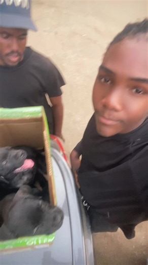 Cane Corso Puppies: Adorable Companions and Care Tips