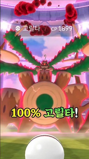 '100%' 완벽한 거다이맥스 고릴타가 떴다?? 바로 잡아봅시다!! 놀랍게도 이로치보다 100이 먼저 뜸; [#포켓몬고] #Shorts