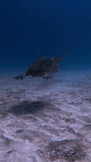 Turtle nomad / Playa del Carmen, Mexico
