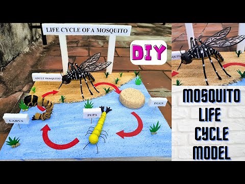 Life Cycle Of Mosquito Model | Mosquito Life Cycle |School Project|Science Project @craftthebest1