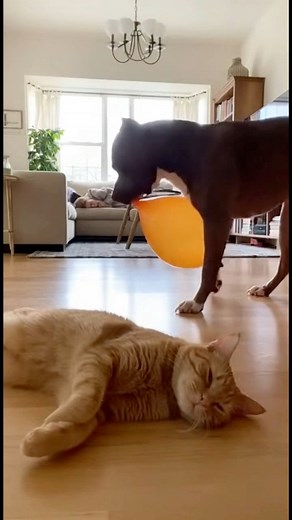 5.1M views · 64K reactions | When Titan’s Balloon Prank Turns the House Into Total Chaos! #funnyvideos #reels | Peanut And Titan | Facebook