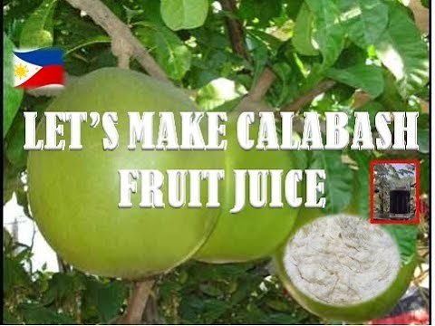 CALABASH JUICE l MAKING MIRACLE FRUIT JUICE l HOW TO PREPARE & COOK MIRACLE FRUIT JUICE.