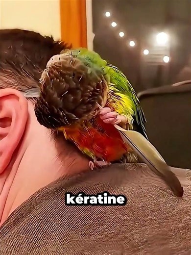 Pourquoi les oiseaux ont ces plumes cachées sous leurs plumes