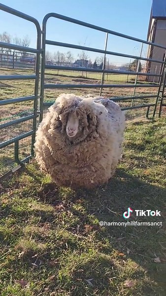 HarmonyHillFarmSanct on TikTok