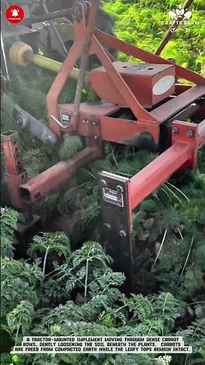 Carrot Harvesting: Mechanical Undercutting for Clean Root Lifting