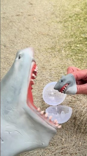 Shark puppet gives birth
