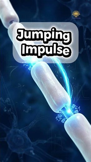 Saltatory Impulse Conduction Explained | How Nerve Signals Travel So Fast ⚡🧠