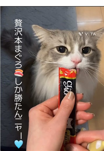 #いなばちゅーる #猫のおやつ #贅沢本まぐろ #猫のいる暮らし #ラガマフィン