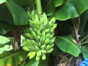 How We Harvest Bananas