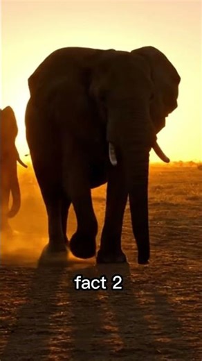 3 Animals with Super Senses You Won’t Believe 👀🐶🐘🦈