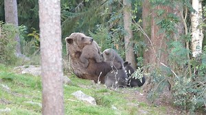 Mother bear feeds her cubs in Finland. Meet and photograph the most famous inhabitants of the Wild Taiga region, the majestic wild brown bear! Read more: https://wildtaiga.fi/en/productcategory/wildlife-en/ Wild Taiga Finland, Kuhmo - Suomussalmi #visitwildtaiga #bearbubble #kuhmo #suomussalmi | Discovering Finland
