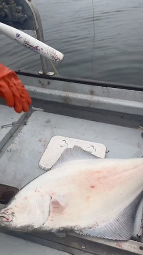 6.9K views · 92 reactions | Longlining has been around for thousands...