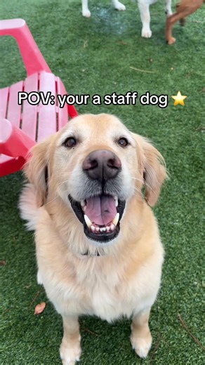 Employee of the month? Every month. 🐶👑 | You Dirty Dog