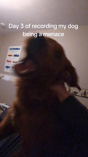 Day 3 of My Dog's Hilarious Antics