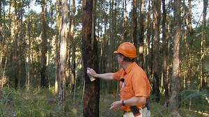 Planning for forestry operations and the long-term forest management