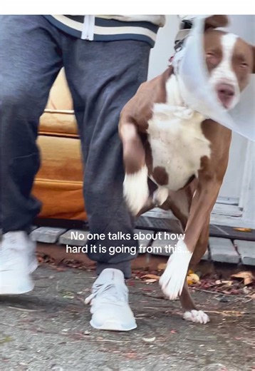 My reactive dog bit a kid, had to get chased down by animal control, and got kicked out of training class 🙈 We all start somewhere 🤷 We train behaviorally challenged dogs in the Seattle area ‼️🐶 If you are STRUGGLING with a reactive, fearful, or aggressive dog…….website is linked in bio to watch a video on exactly what it’s like to train with us 👍💻 Book a FREE in-person consultation 📆 What is different about our training??? We focus on educating the owner, which is the biggest secret to ge