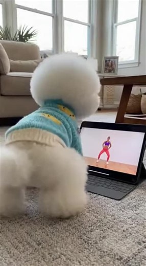 Master of the Tippy Taps: A Funny Dog Dance
