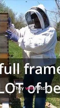 Why Smart Beekeepers Never Split Strong Hives