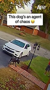 Front yard's gonna be a bit dark tonight 😅 #afv #dogs #funny | America's Funniest Home Videos