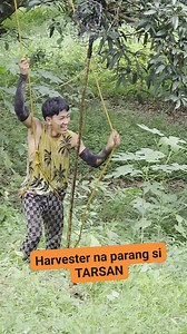 #mango #harvester #harvest | Sorita's Farm