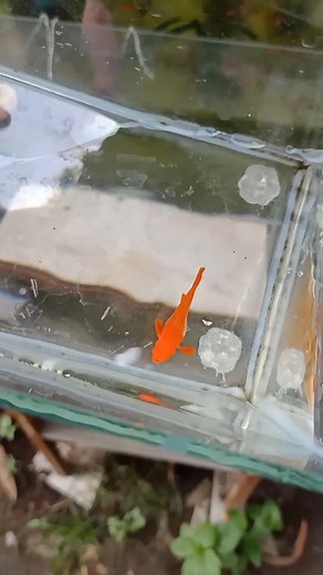 Guppy'Nest on TikTok