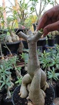 Re-grafting adenium with beautiful color variants 🥰