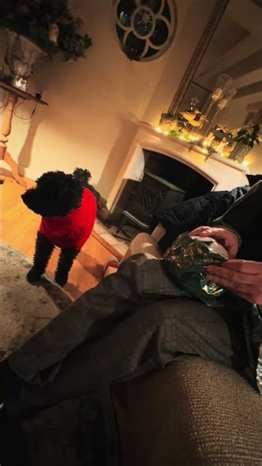 Litlle poodle Christmas vibes 🐶🎄# cute doggie # lovely dog #cute # Christmas tree 🎄