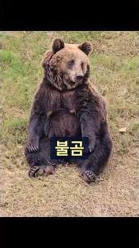 Brown Bear Sizes Up the Situation! #animals #wildlife #raisinganimals
