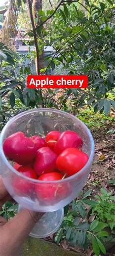 apple 🍒 cherry