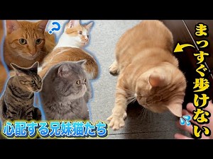 【感動】突然歩けなくなってしまった愛猫を元気づけようとする兄妹猫たち