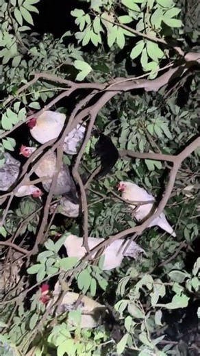 At 9 o clock catch chickens in the live stream