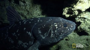 1K views · 24 reactions | WATCH finding the coelacanth: "The primitive-looking coelacanth was thought to have gone extinct 65 million years ago. But its discovery in 1938 by a South African museum curator on a local fishing trawler fascinated the world and ignited a debate about how this bizarre lobe-finned fish fits into the evolution of land animals." #WildtalkWednesday #MarineTalk Source: National Geographic https://goo.gl/N7pJFz | Wildlands | Facebook