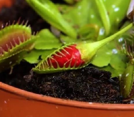 401K views · 972 reactions | Clever hacks to conquer common pests at your garden! | 5-Minute Crafts | Facebook