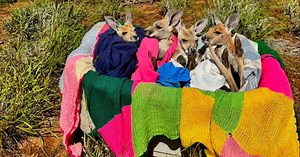 Adorable Baskets of Orphaned Baby Kangaroos in Their Pillowcase Pouches Relaxing in the Sun