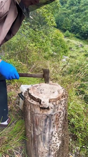 28K views · 611 reactions | Harvesting Wild Honey from a Tree Hive  | Q Bee | Facebook
