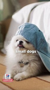 Small and Mini dog owners, listen up! Small and mini breed dogs have their own biology compared to large breed dogs, and the right nutrition can help them live their best lives. Our Hill’s Science Plan Small & Mini dog foods, are specially formulated for small dogs’ unique needs. 🔗 Learn more and see the full range via the link below https://www.hillspet.co.uk/small-breed-dog-food | Hill’s Pet Nutrition