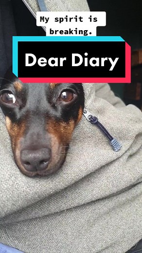 Roo & Honey on TikTok