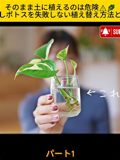 水差しポトスを土に移植する正しい方法｜水栽培→土栽培の失敗対策