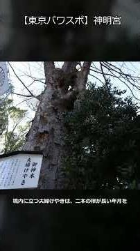二本の欅が結んだ奇跡！阿佐ヶ谷神明宮の夫婦けやき #Shorts #パワースポット #旅行 #歴史 #恋愛