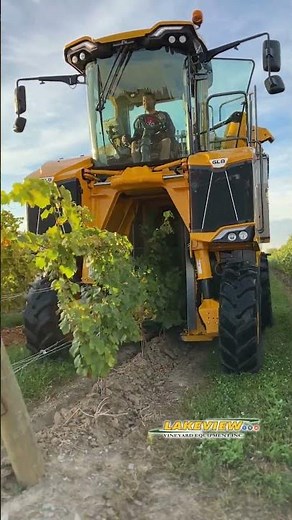 Grape Harvester Sorting System - Picking Grapes by Machine! Destemming and Sorting