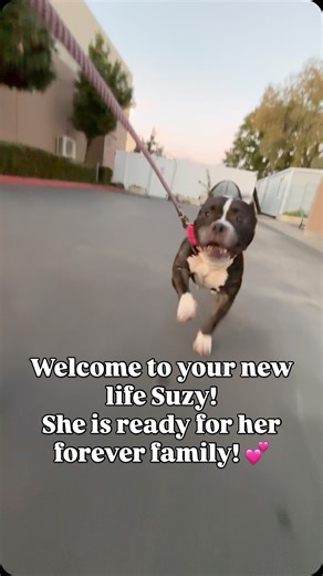 Dogs Doing Good Rescue on Instagram: "Meet Suzy 🐾 Our 🦄 dog and one of the sweetest pit bull terriers you’ll ever meet!💕 Suzy was scheduled to lose her life at the shelter on 10/14, after just arriving to the shelter on 10/8. She was used for breeding and dumped at the shelter after multiple c-sections. She was placed on the euthanasia list for no real reason, and saved at the last minute. Without hesitation, an amazing group of people came together to help make Suzy’s rescue happen. On a mom