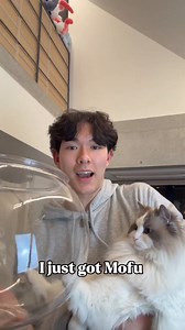 cat vs fish bowl