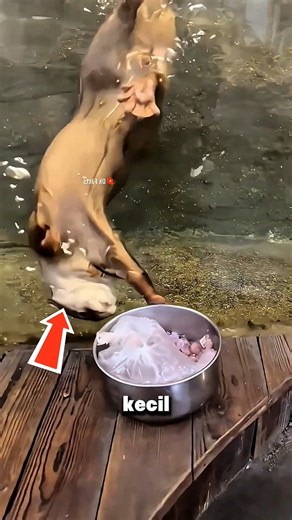 5 Hari Belum Makan, Berang-Berang Kecil ini Kelihatan Laper Banget 😢