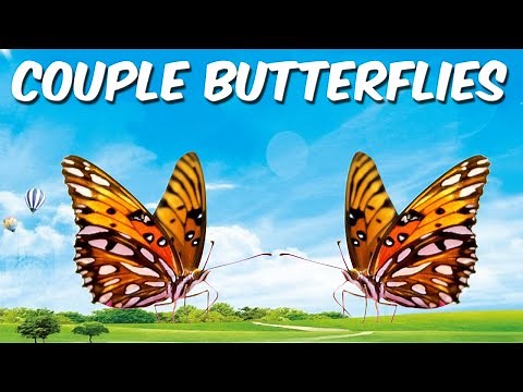 Couple Butterflies Flying Together
