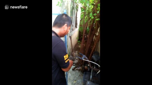 12 foot long python kills cat after wrapping its body around it