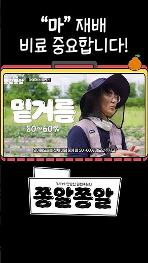 손 많이 가는 '마' 재배? 토양 관리 시기와 비료 하나로 해결하세요 (완효성 비료료)🍠