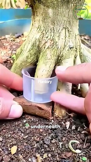 Grow Tree Roots Fast With a Plastic Cup 🌱 #PlantPropagation #DIYGardening